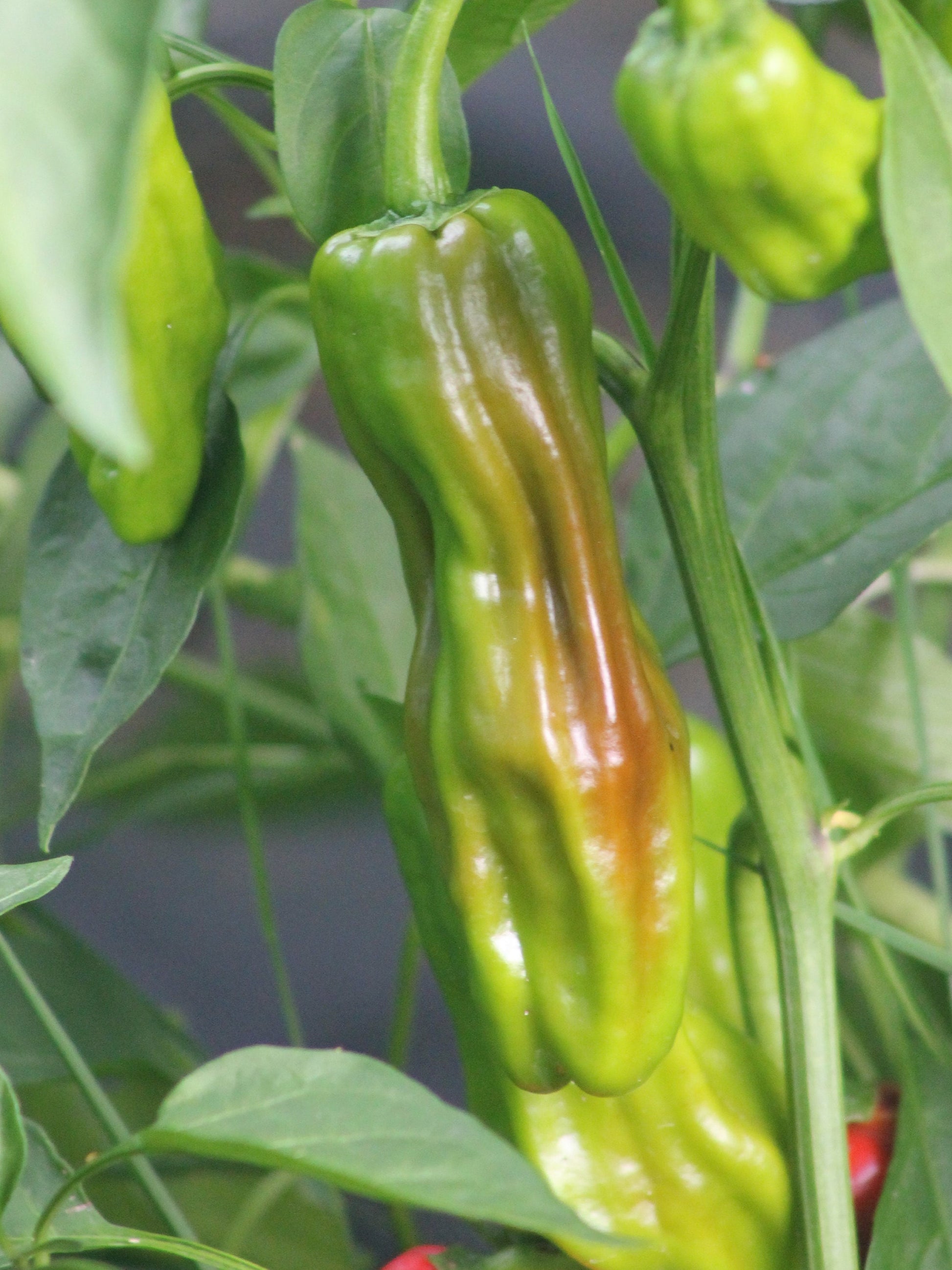 Italian Pepperoncini Pepper Seeds , Organic