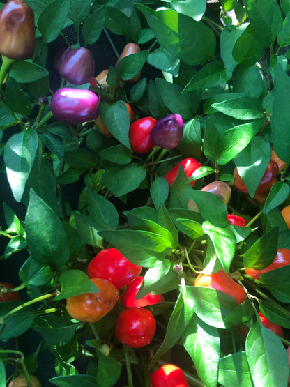 Filius Blue Pepper Seeds