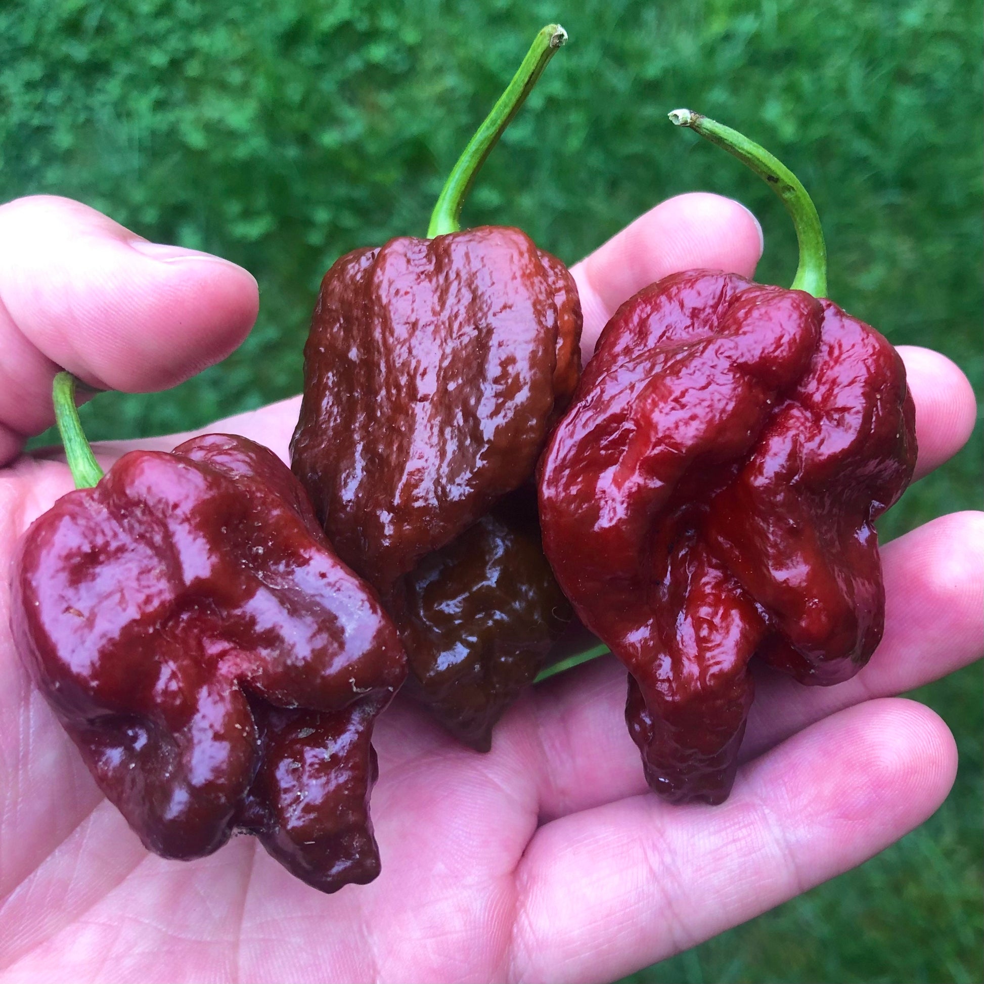 Chocolate Scorpion Seeds Pepper , Organic , SuperHot