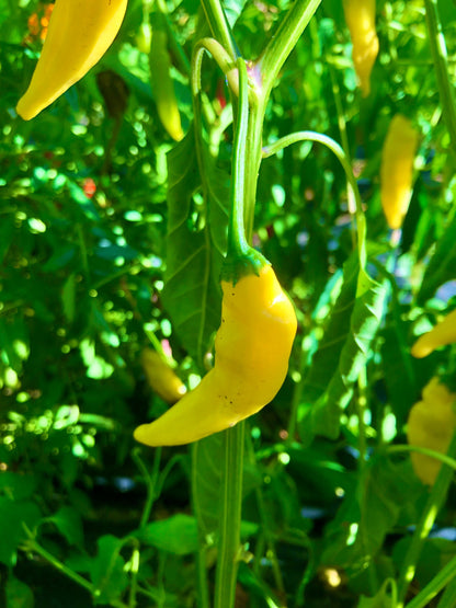 Aji Lemon Drop Pepper Seeds