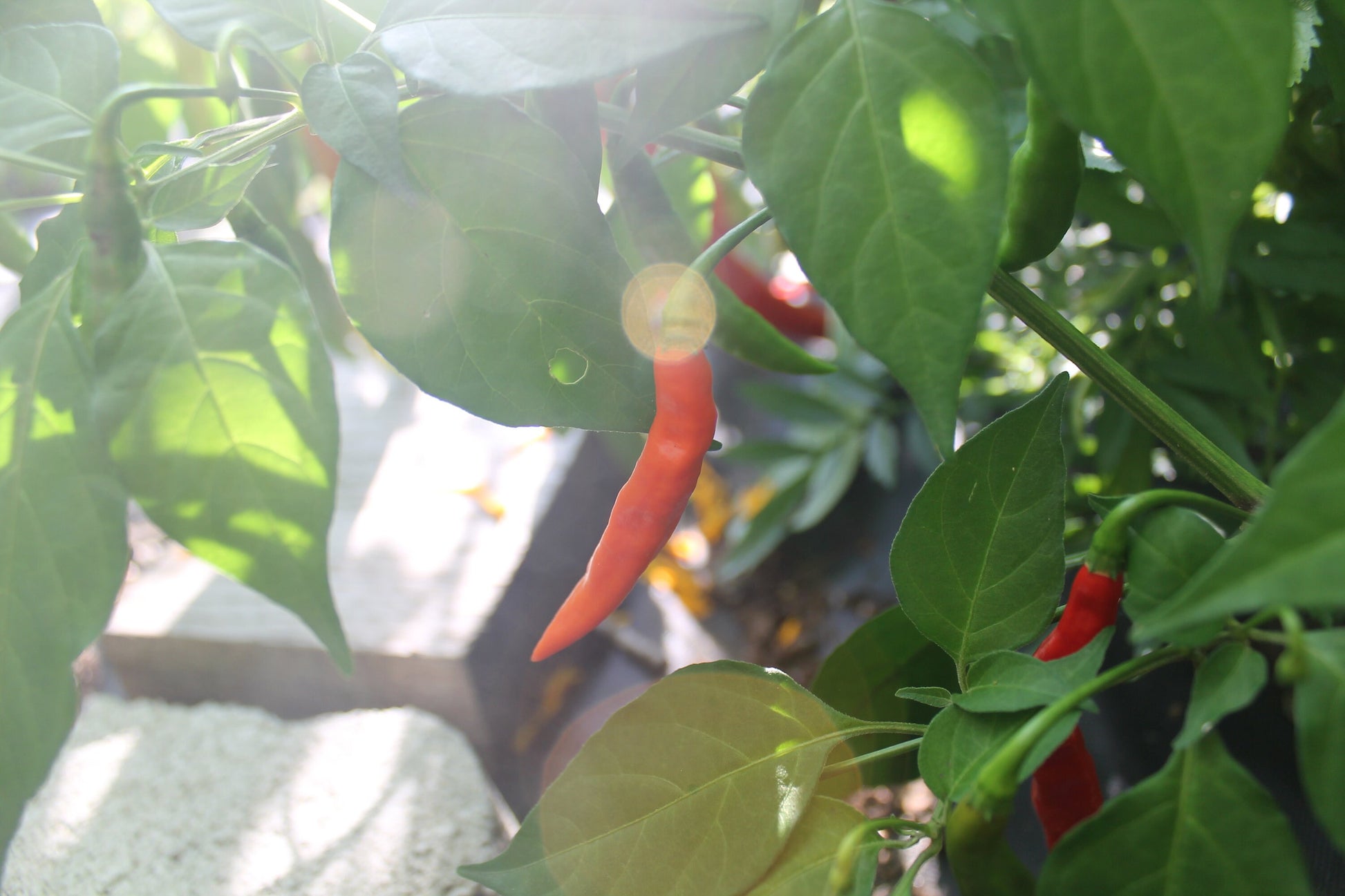 Thai Lightning Pepper Seeds , Organic