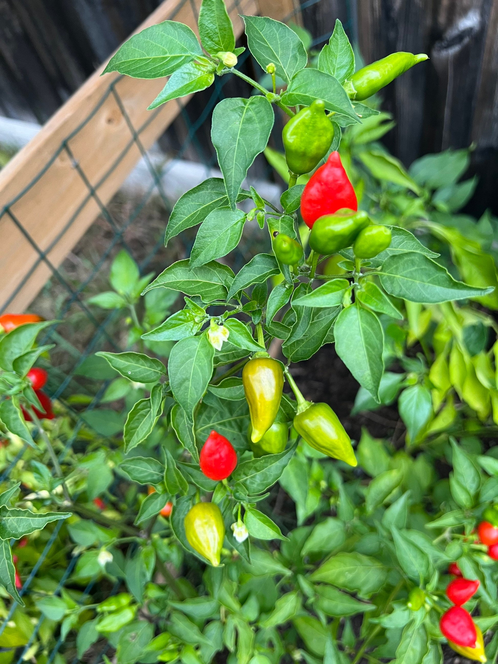 Inca Red Drop Pepper Seeds , Organic