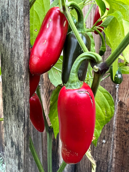 Sriracha Pepper Seeds , Organic