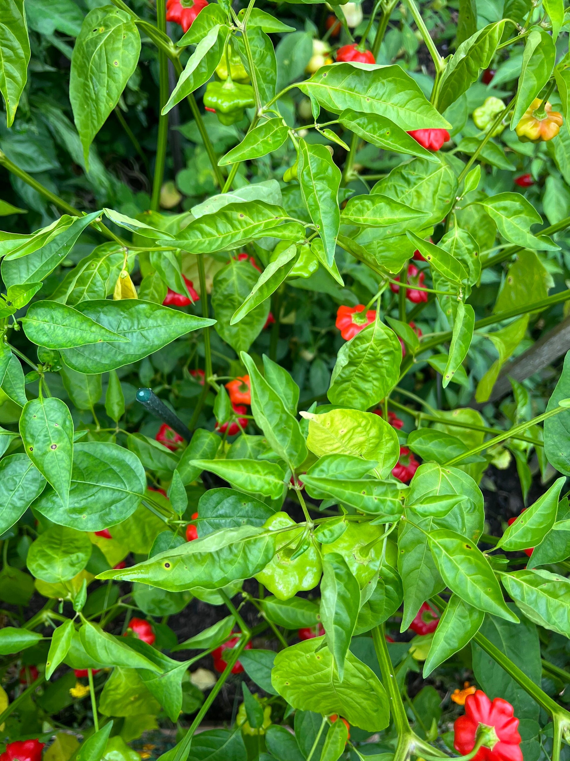 Brazilian Starfish Pepper Seeds