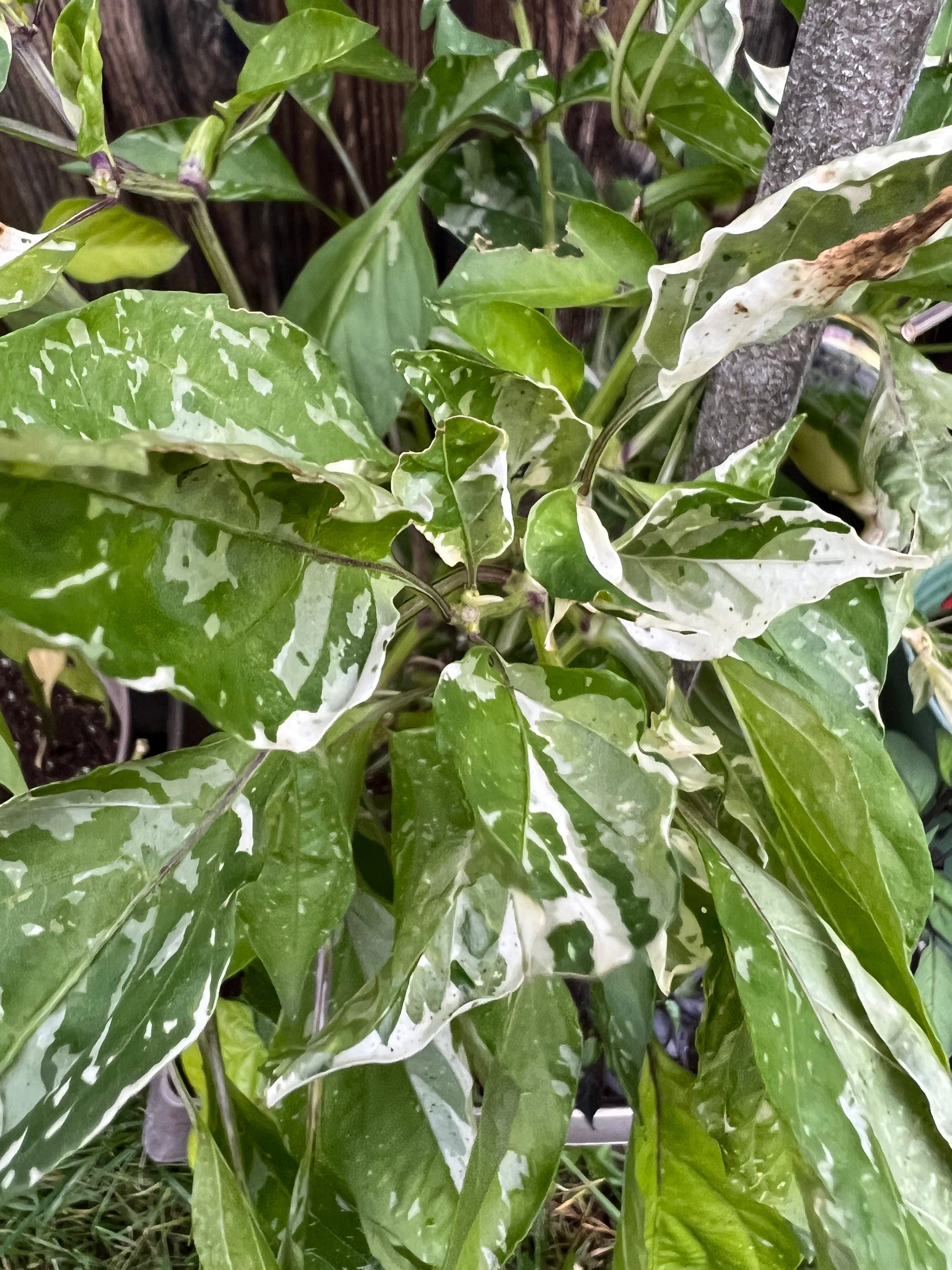 Mocha Swirl Pepper Seeds , Organic, Variegated