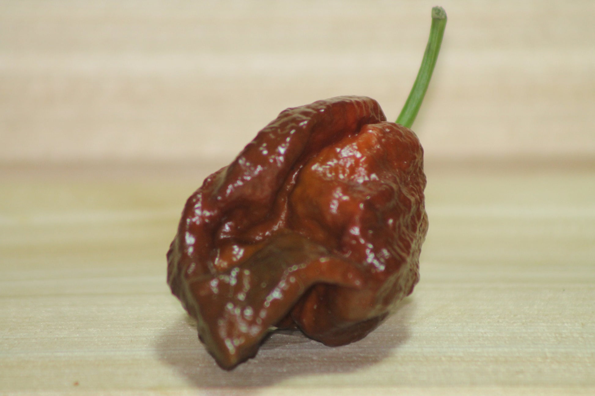 Chocolate Scorpion Seeds Pepper , Organic , SuperHot