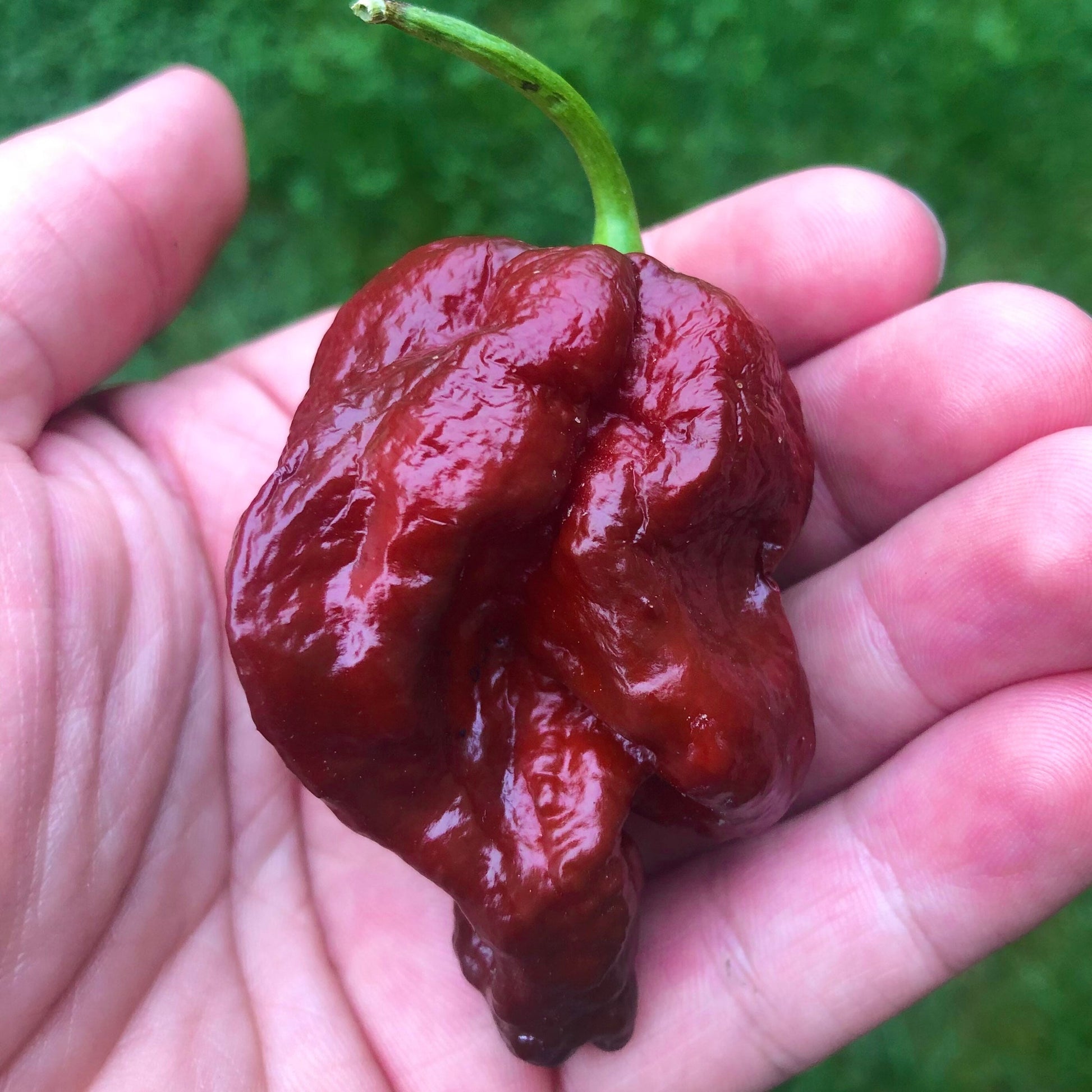 Chocolate Scorpion Seeds Pepper , Organic , SuperHot