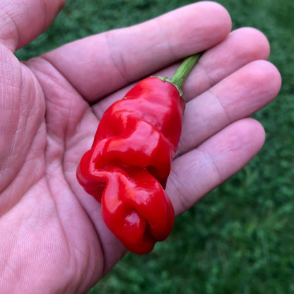 Peter pepper Seeds , organic, phallic