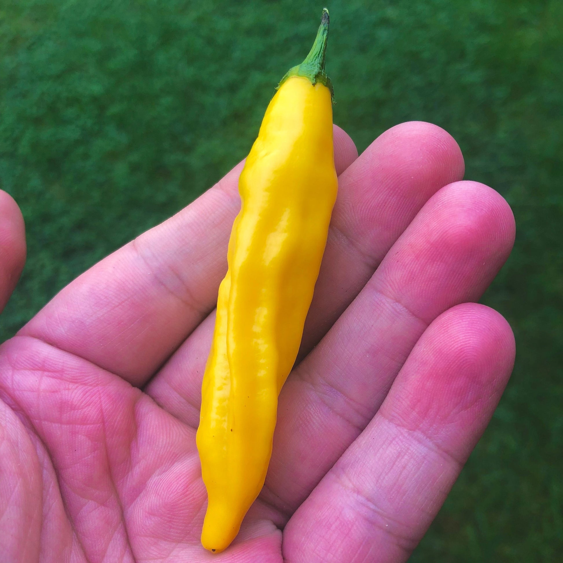 Award Winning Aji pineapple pepper seeds , organic