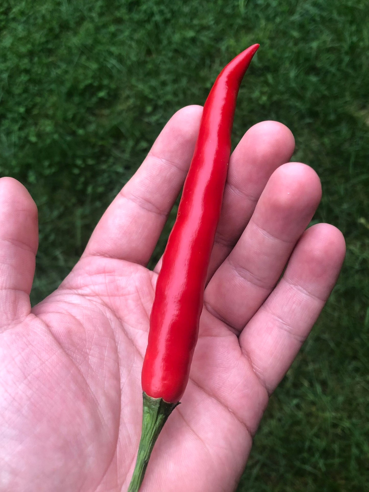 Long Corbaci Seeds Pepper