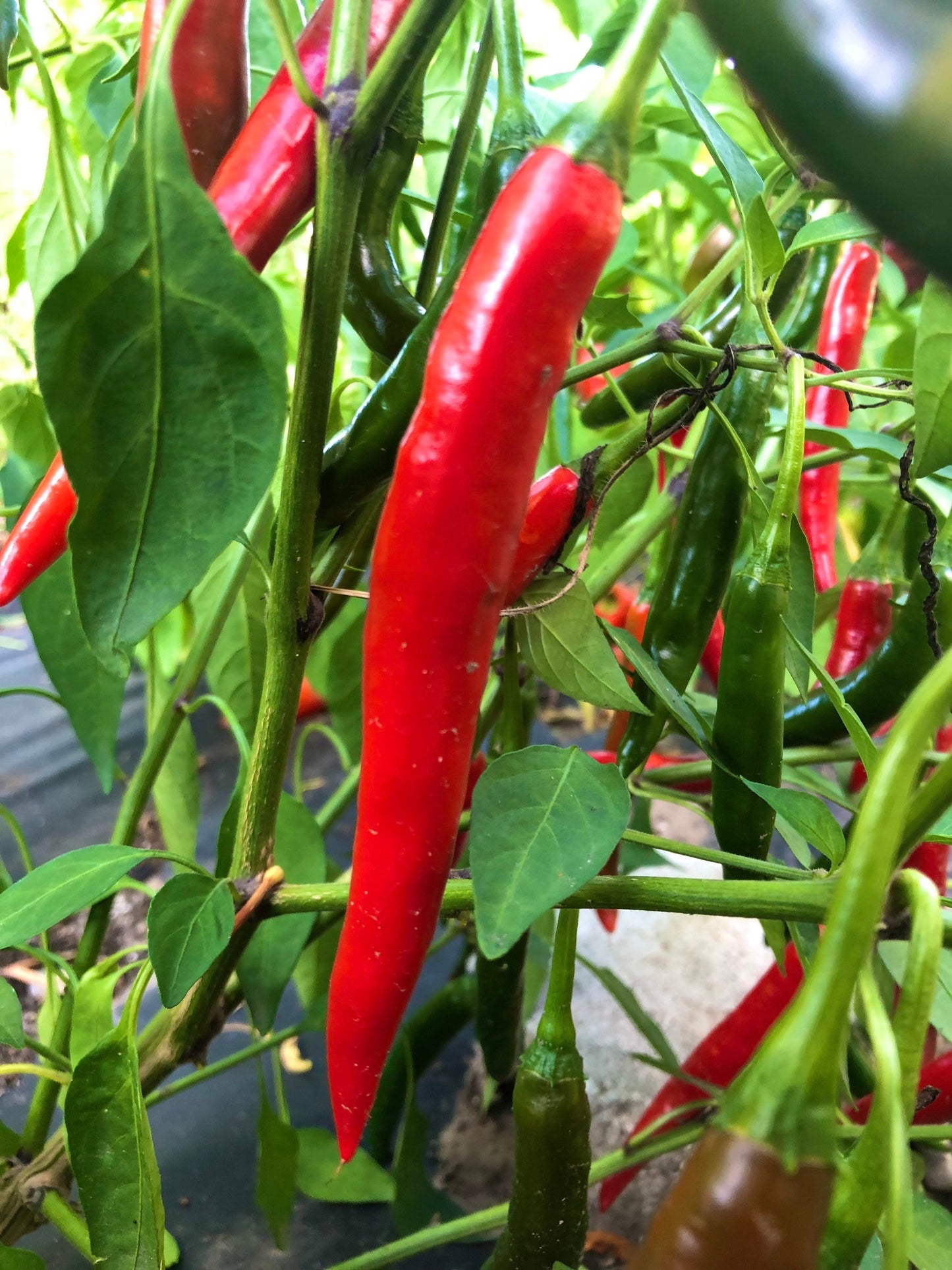 Long Corbaci Seeds Pepper