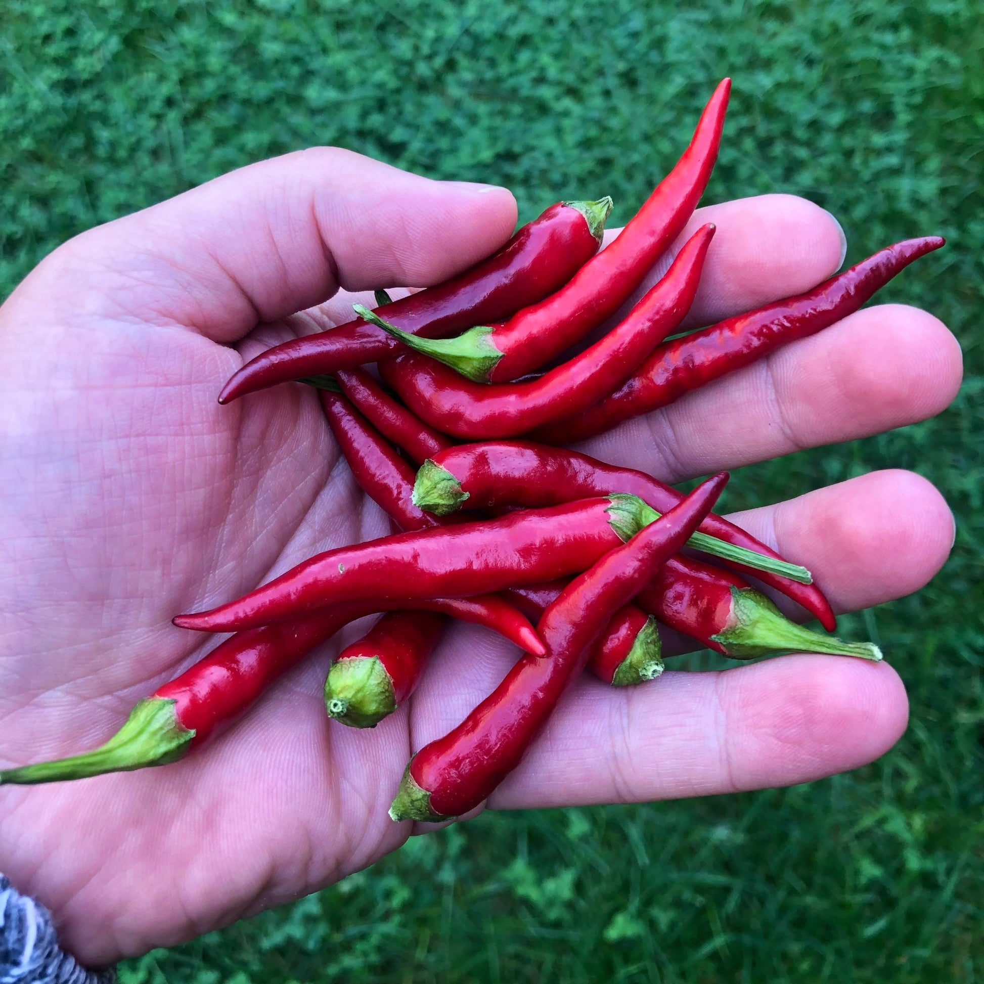 Black Thai Seeds Pepper , Organic