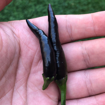 Black Thai Seeds Pepper , Organic