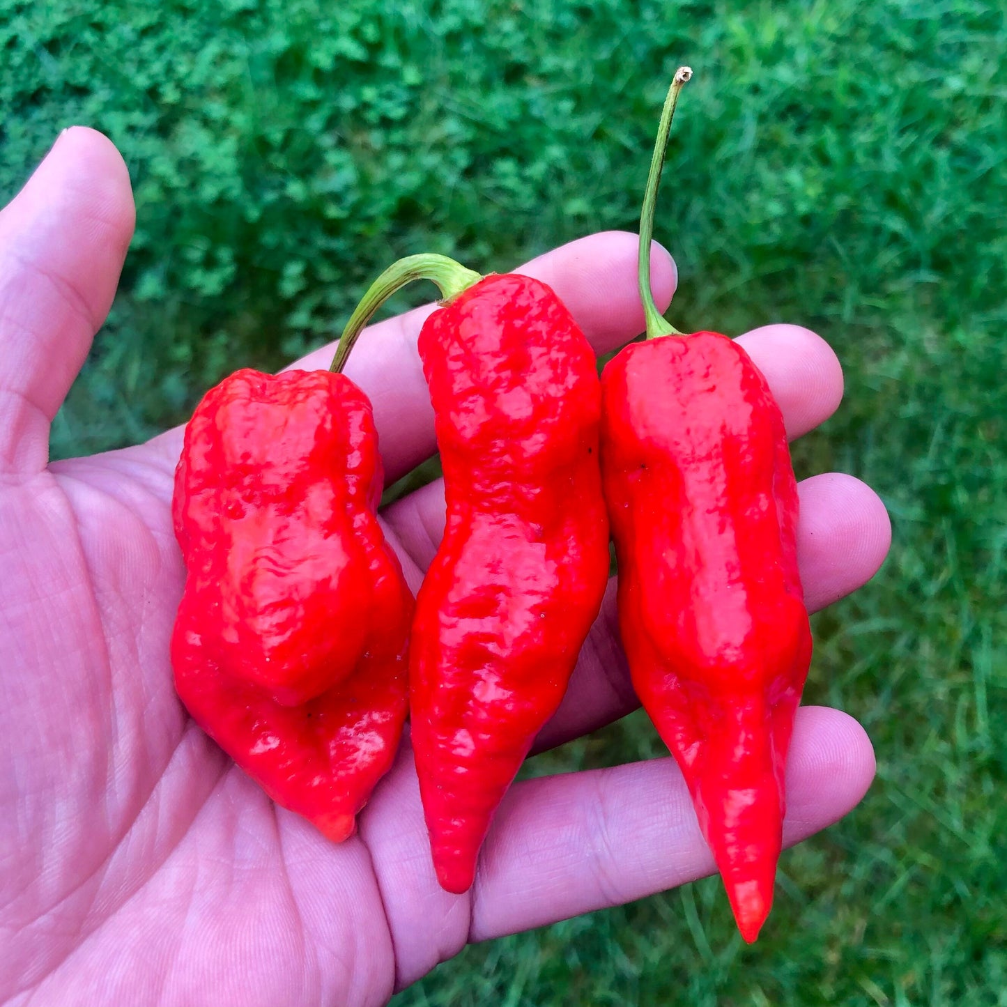 Ghost Pepper Seeds