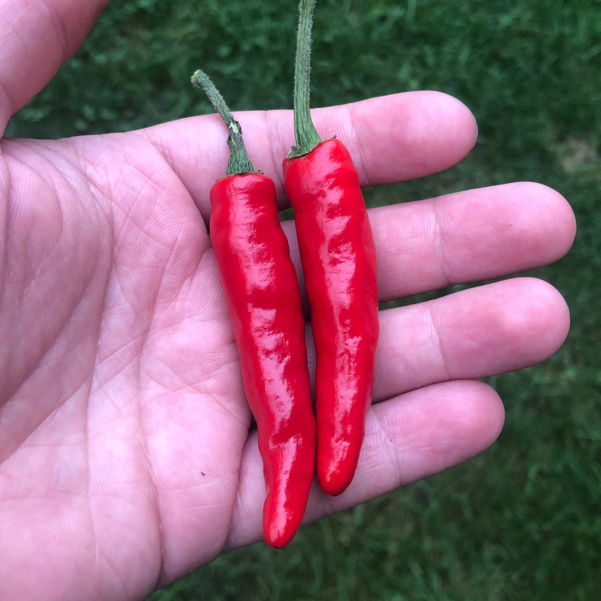 Black Cobra Pepper Seeds