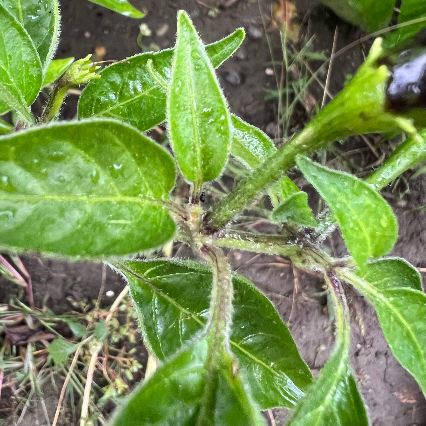 Goat's Weed Pepper Seeds