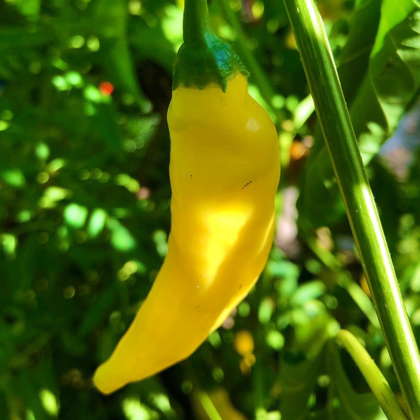 Aji Lemon Drop Pepper Seeds