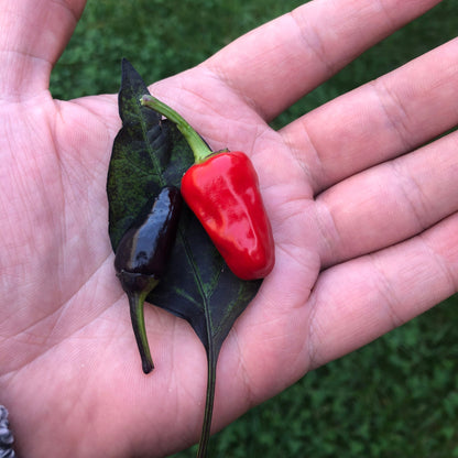 Black Dracula Pepper Seeds