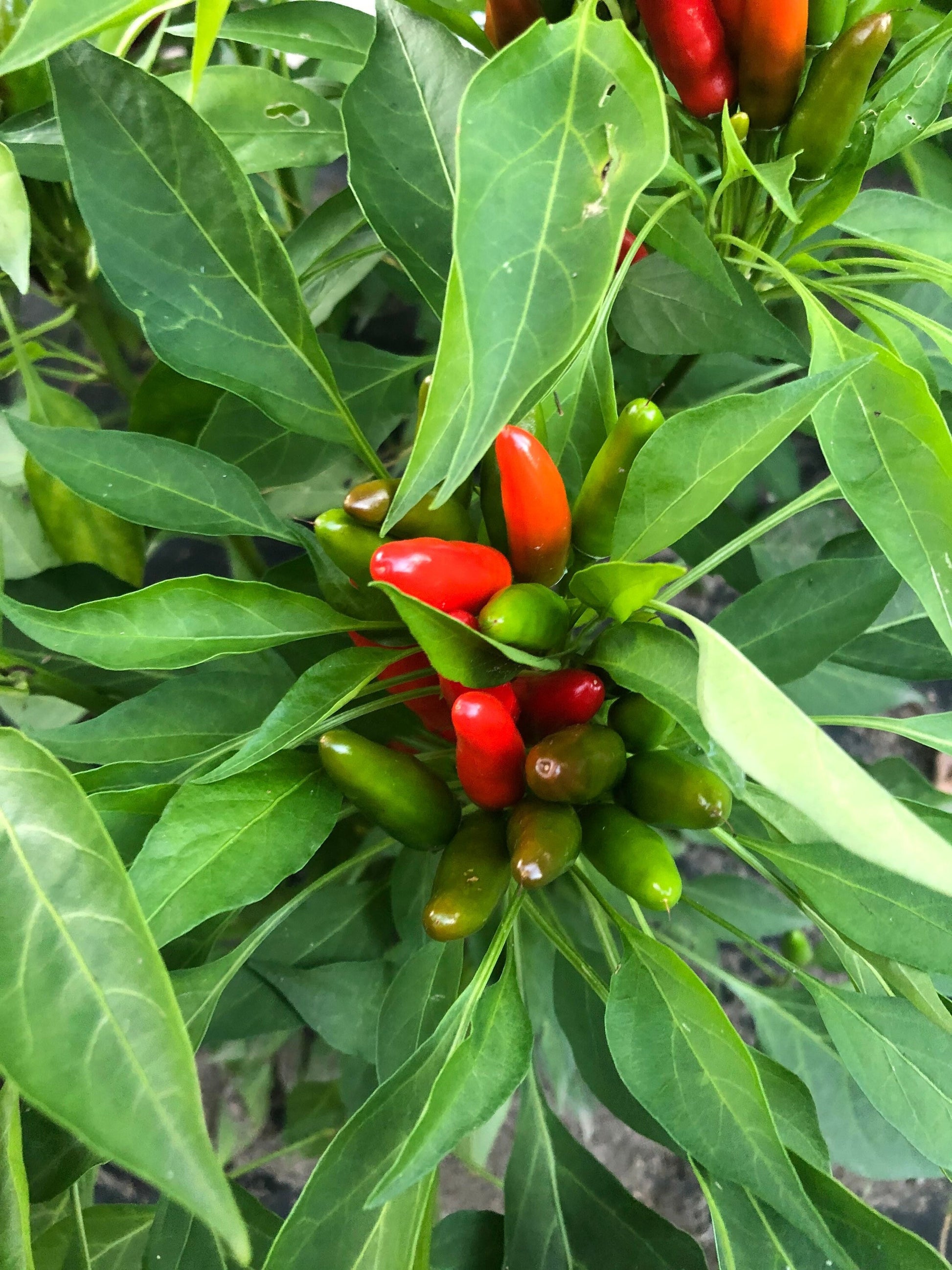 Piri Piri Pepper Seeds