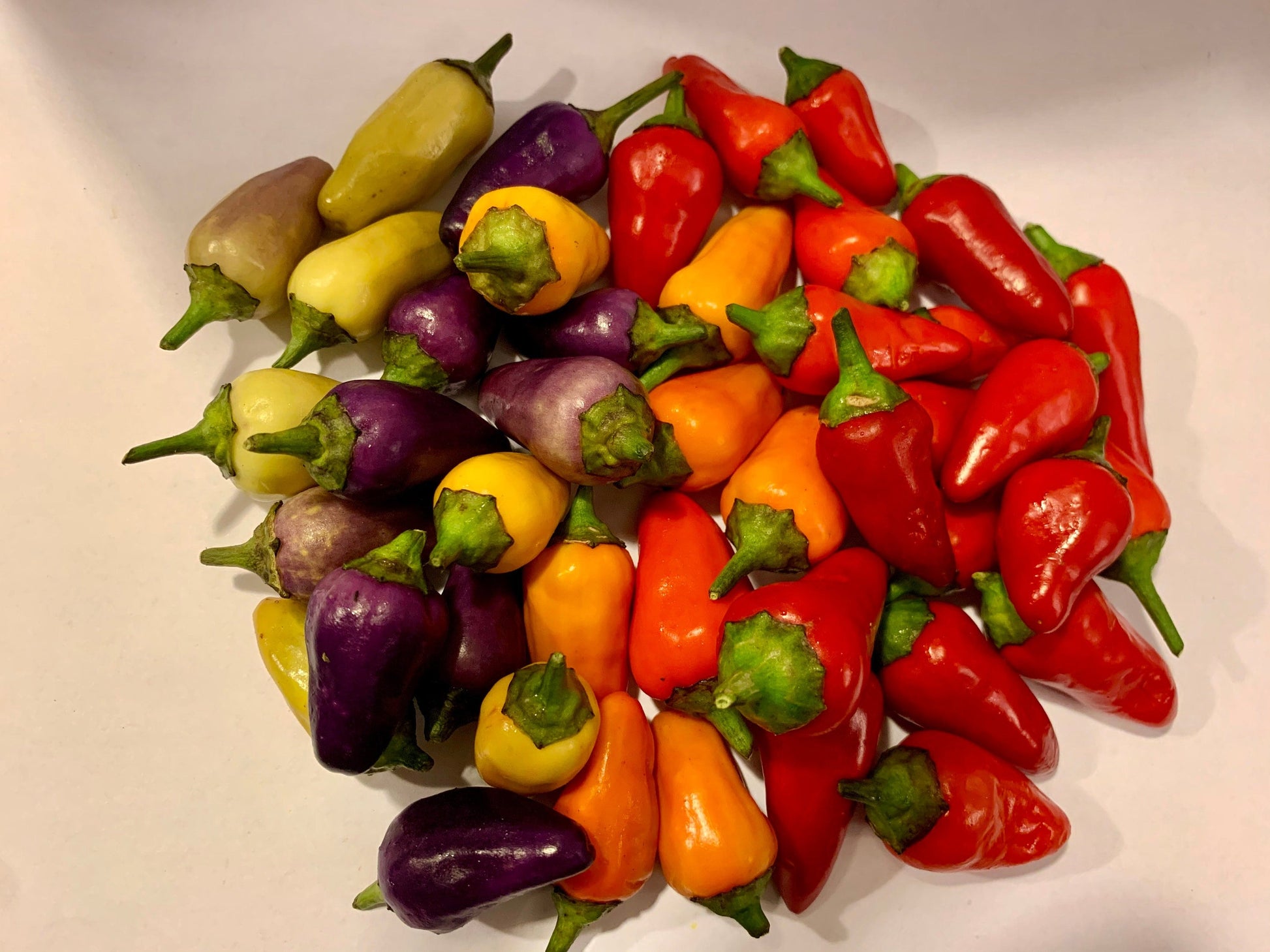 Rare Chinese 5 colour pepper seeds