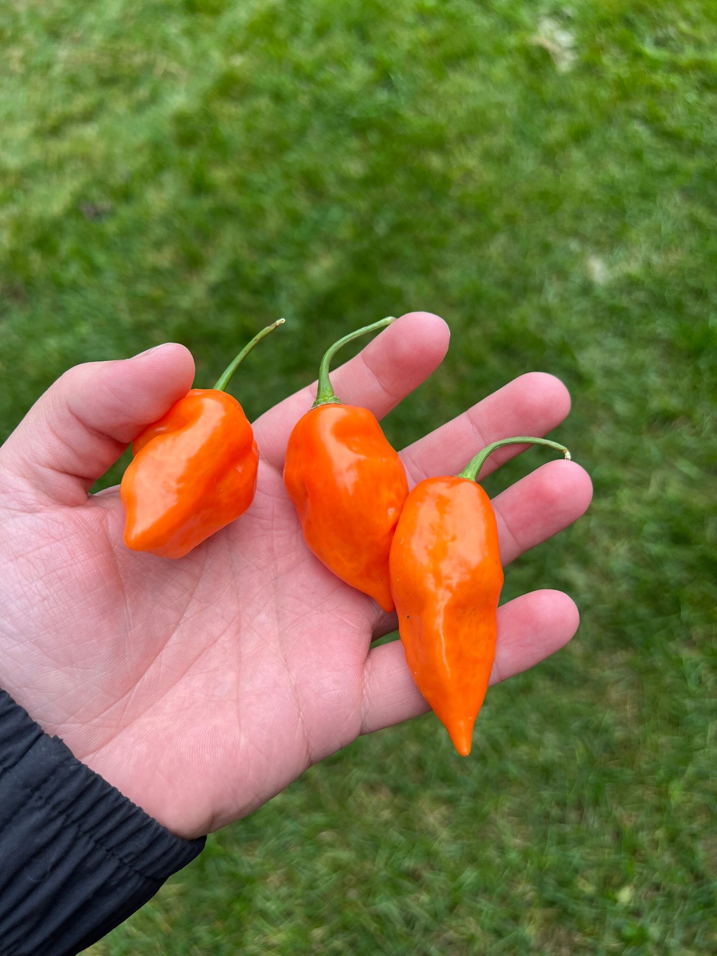 Habanada Pepper Seeds , Organic