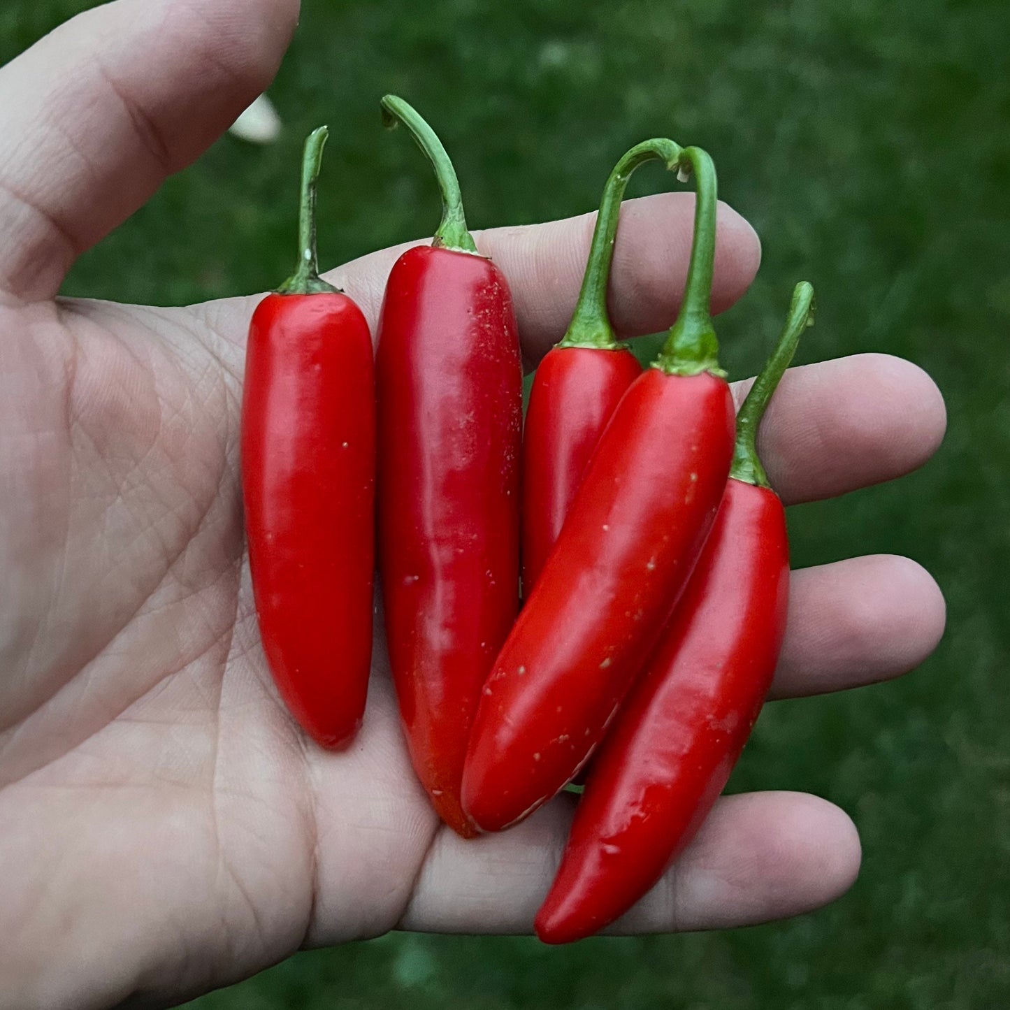 Serrano Pepper (15) Seeds , Organic, Non-GMO