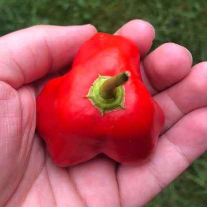 Red Mad Hatter Pepper Seeds , Organic