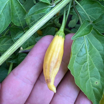 Aji Lemon Drop Pepper Seeds