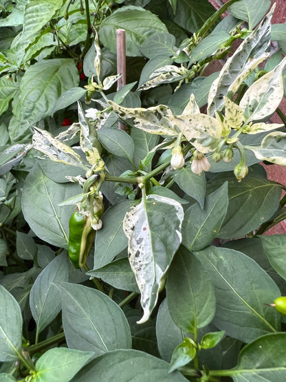 Fish Pepper Seeds , Organic, Variegated