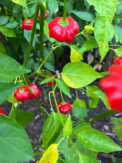 Brazilian Starfish Pepper Seeds