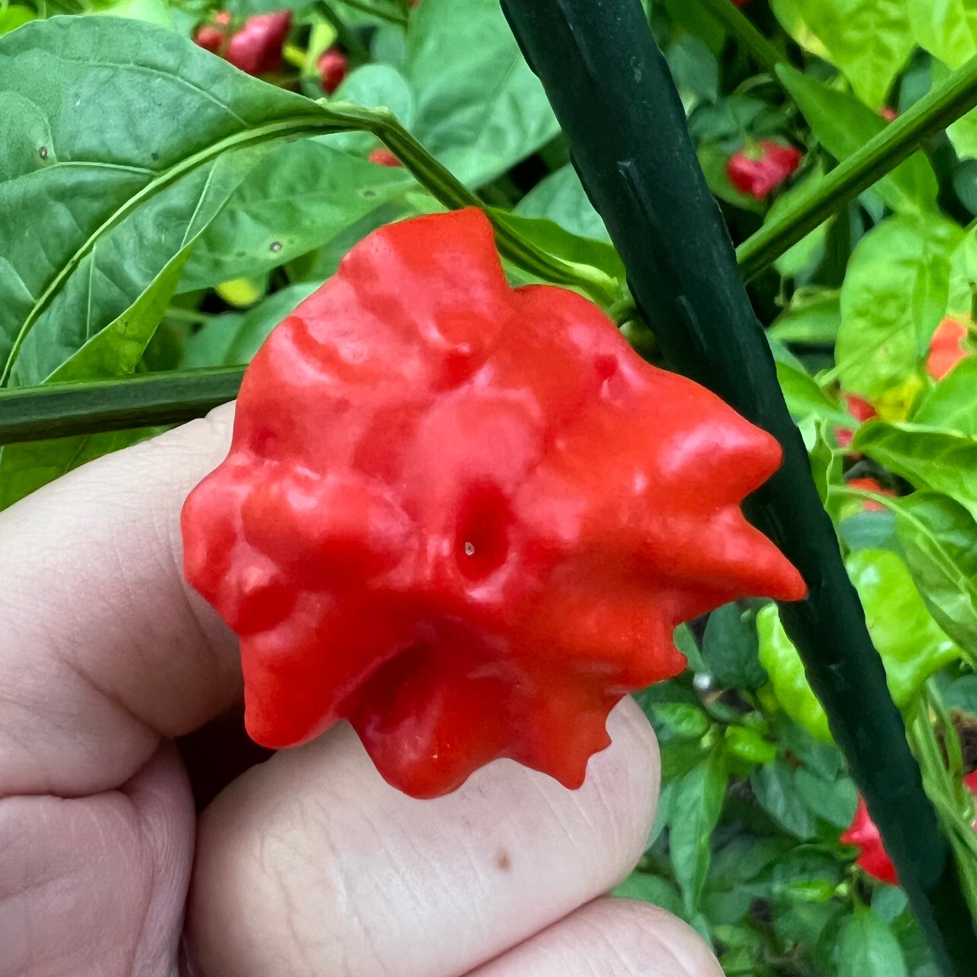 Brazilian Starfish Pepper Seeds