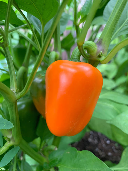 Mini Sweet Seeds Pepper