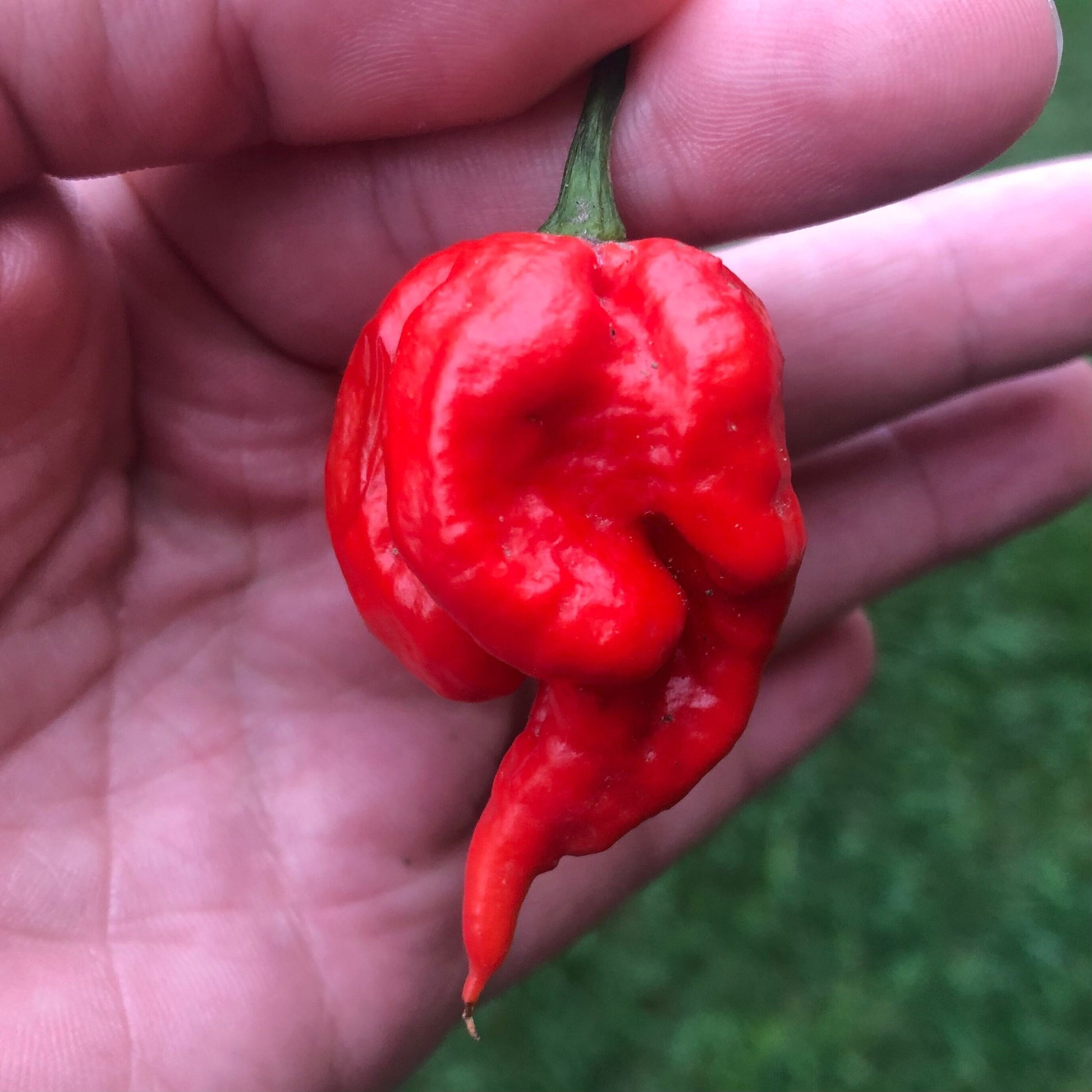 Carolina Reaper Pepper Seeds