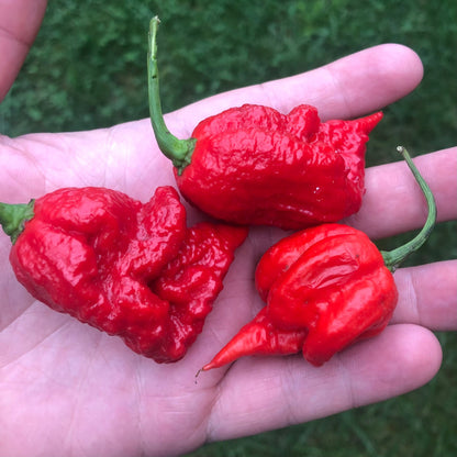 Carolina Reaper Pepper Seeds