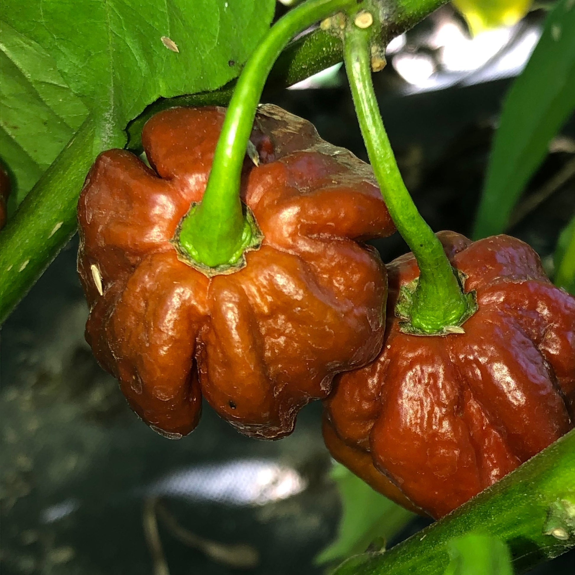 7-Pot Douglah Seeds Chocolate Pepper , organic , superhot