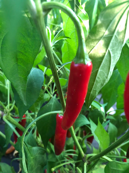 Serrano Pepper (15) Seeds , Organic, Non-GMO