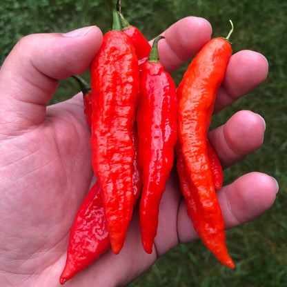 Tombstone Ghost Pepper Seeds