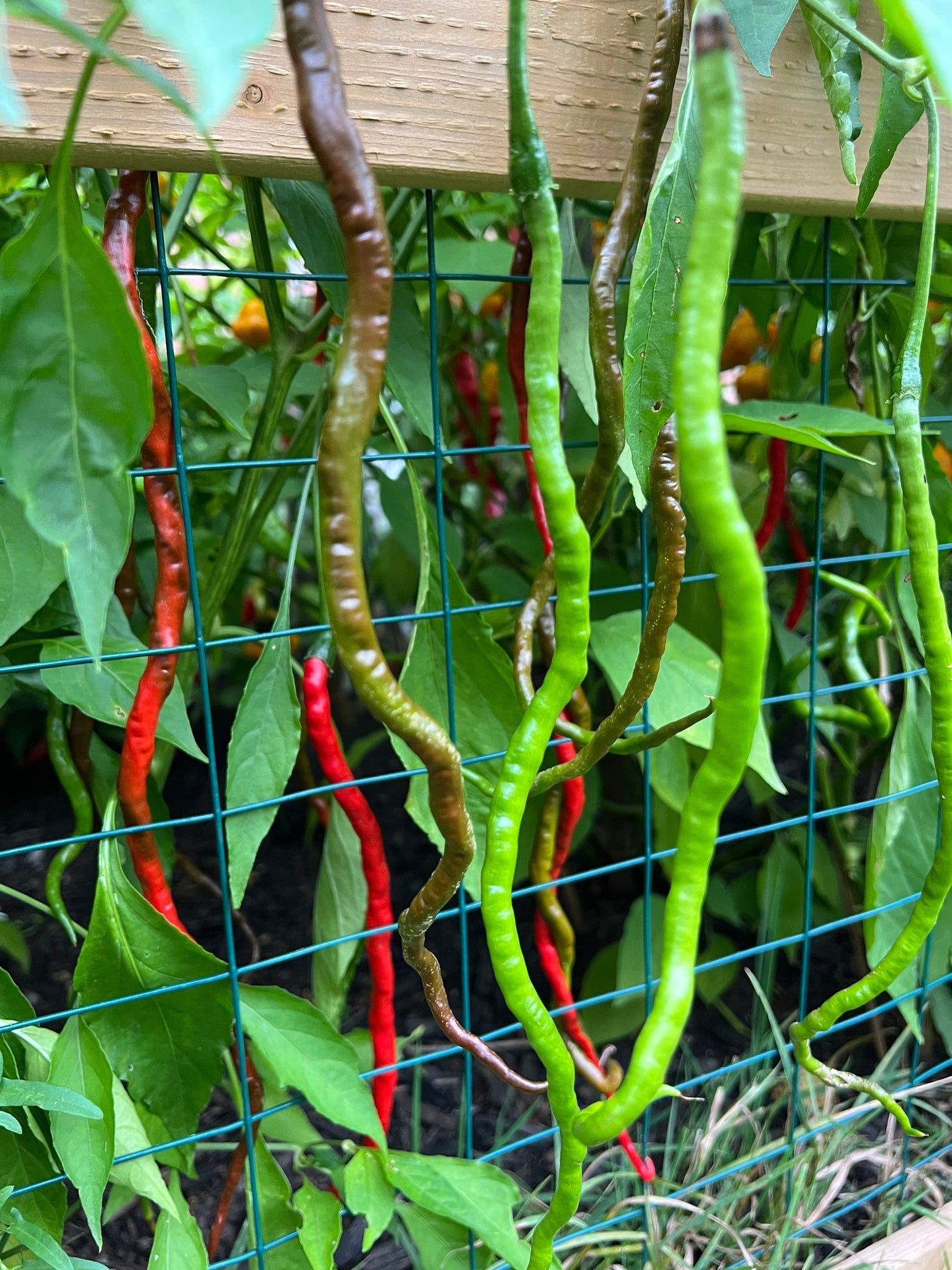 Thunder Mountain Longhorn Pepper Seeds