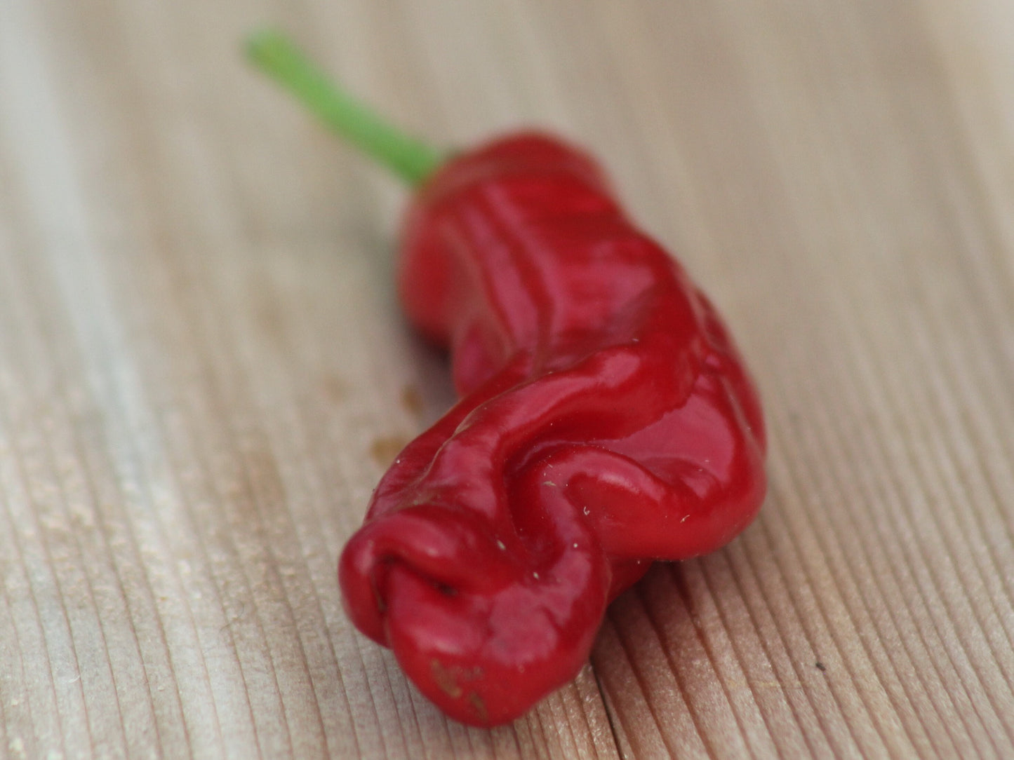 Italian Pepperoncini Pepper Seeds , Organic