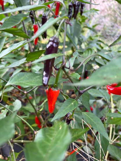 Halloween Thai Seeds Pepper Seeds