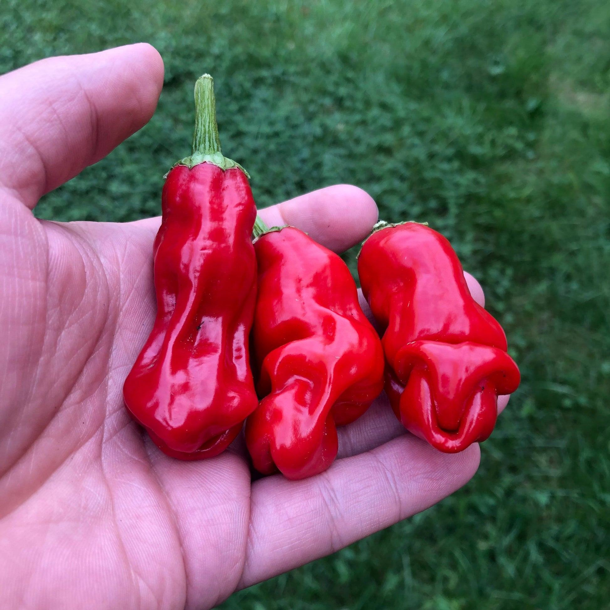 Peter pepper Seeds , organic, phallic