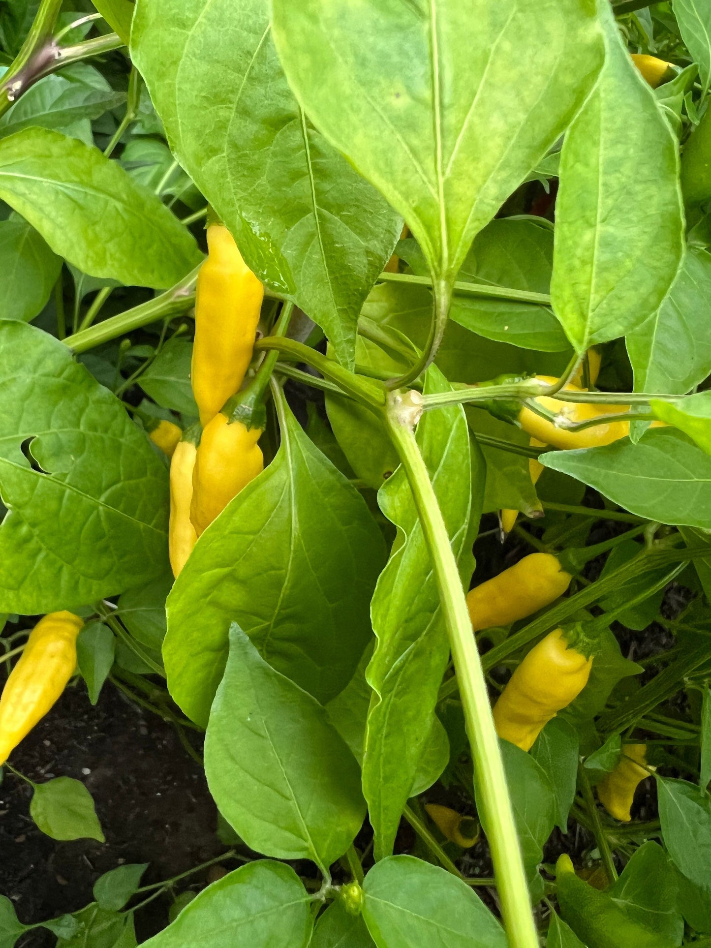 Aji pineapple Pepper Seeds