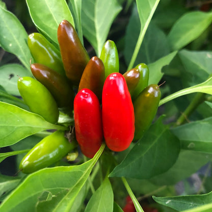 Piri Piri Pepper Seeds