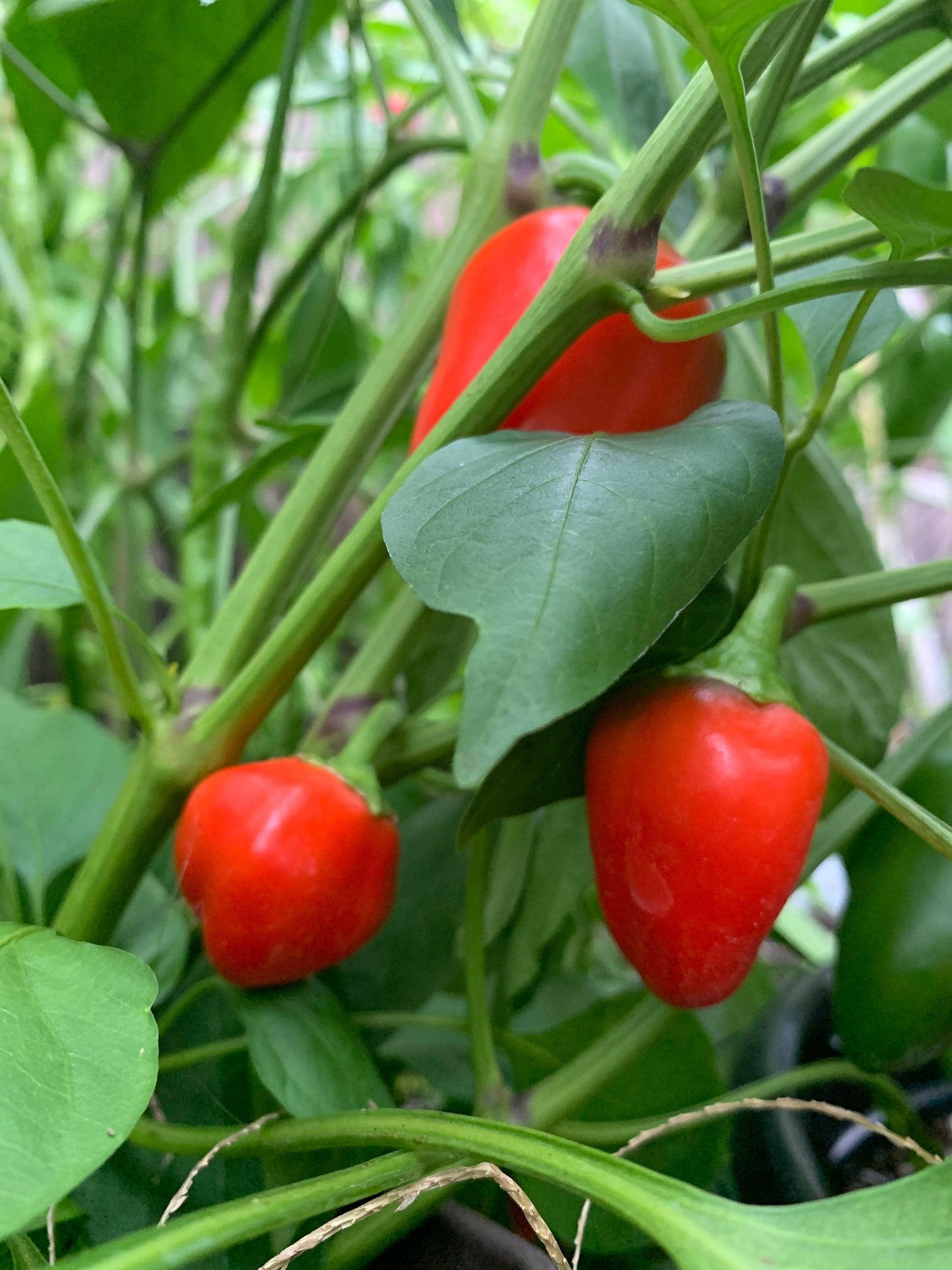 Organic Mini Sweet Pepper Seeds for Vibrant Home Gardening