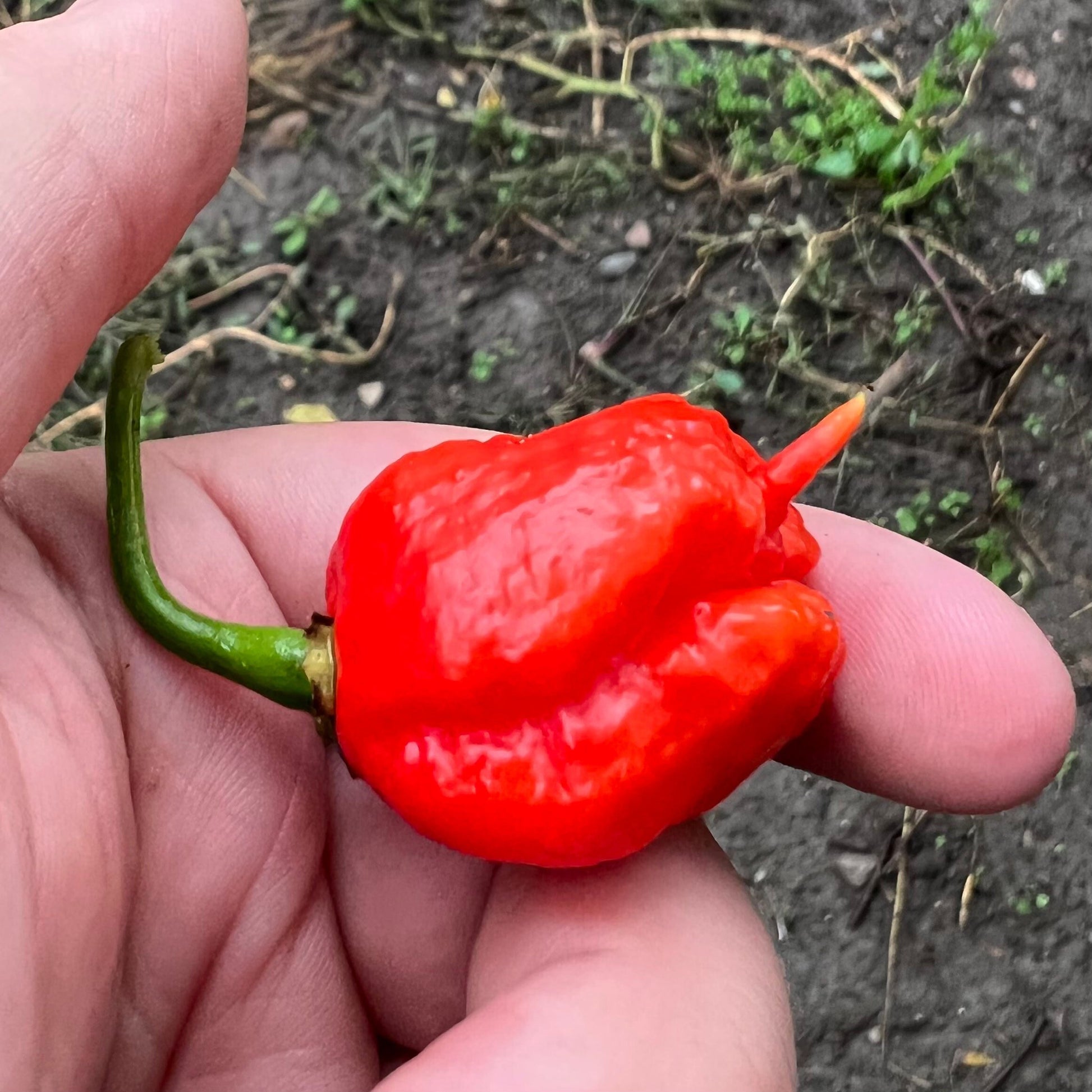 Carolina Reaper Pepper Seeds