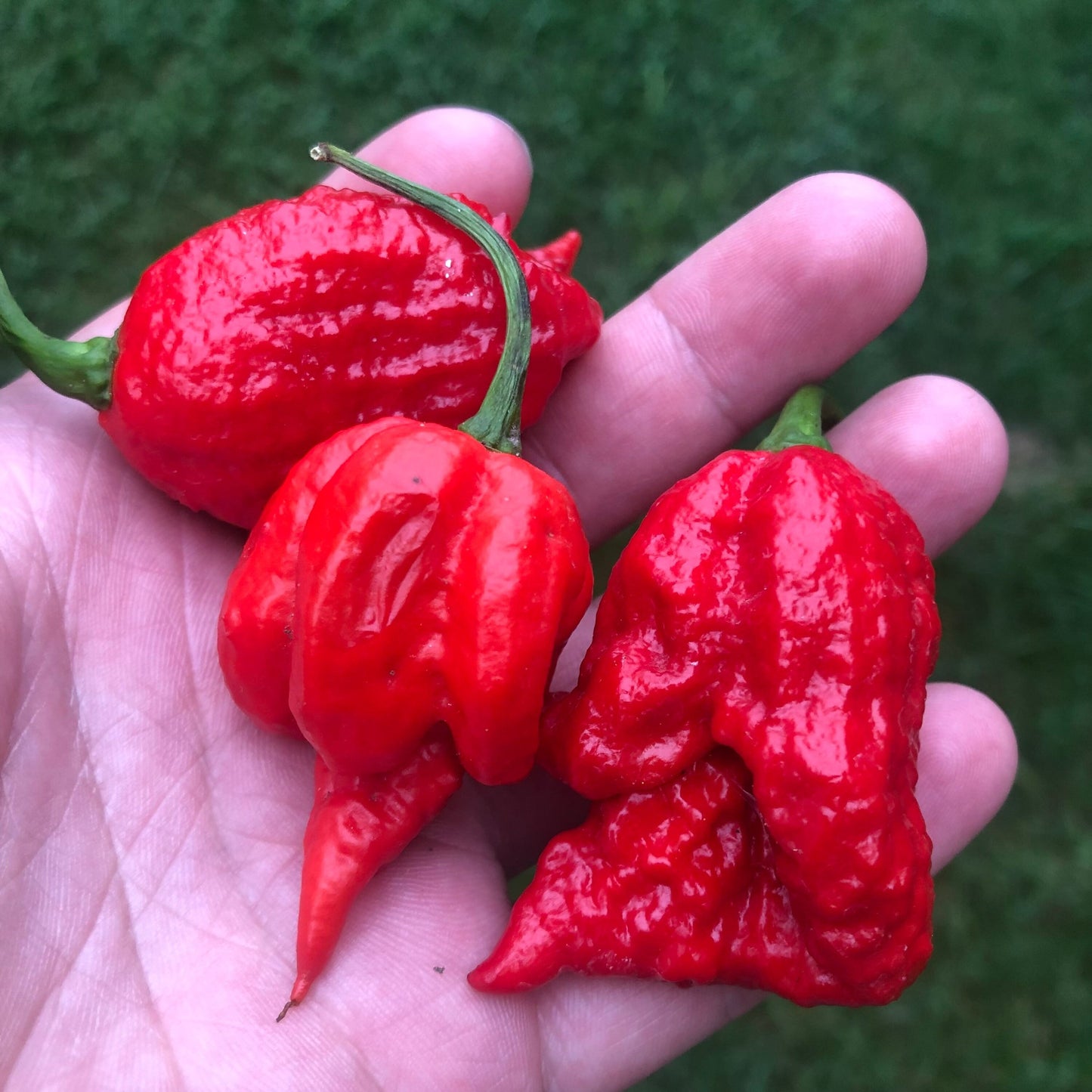 Carolina Reaper Pepper Seeds