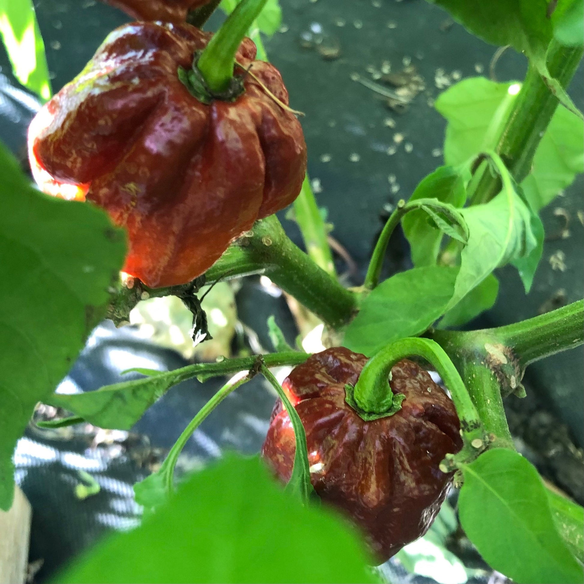 7-Pot Douglah Seeds Chocolate Pepper , organic , superhot