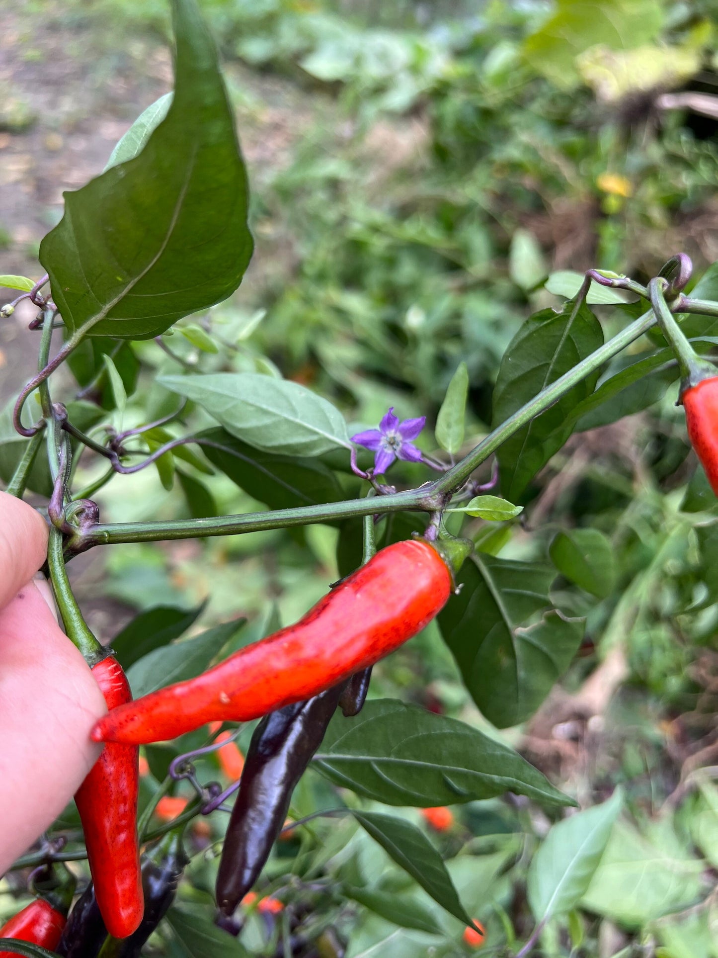 Halloween Thai Seeds Pepper Seeds