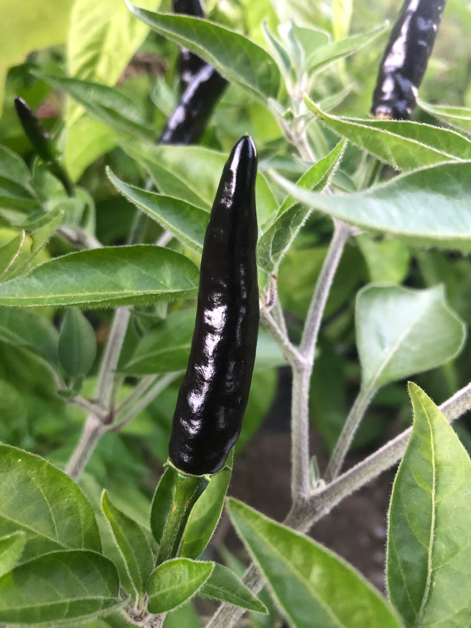 Black Cobra Pepper Seeds