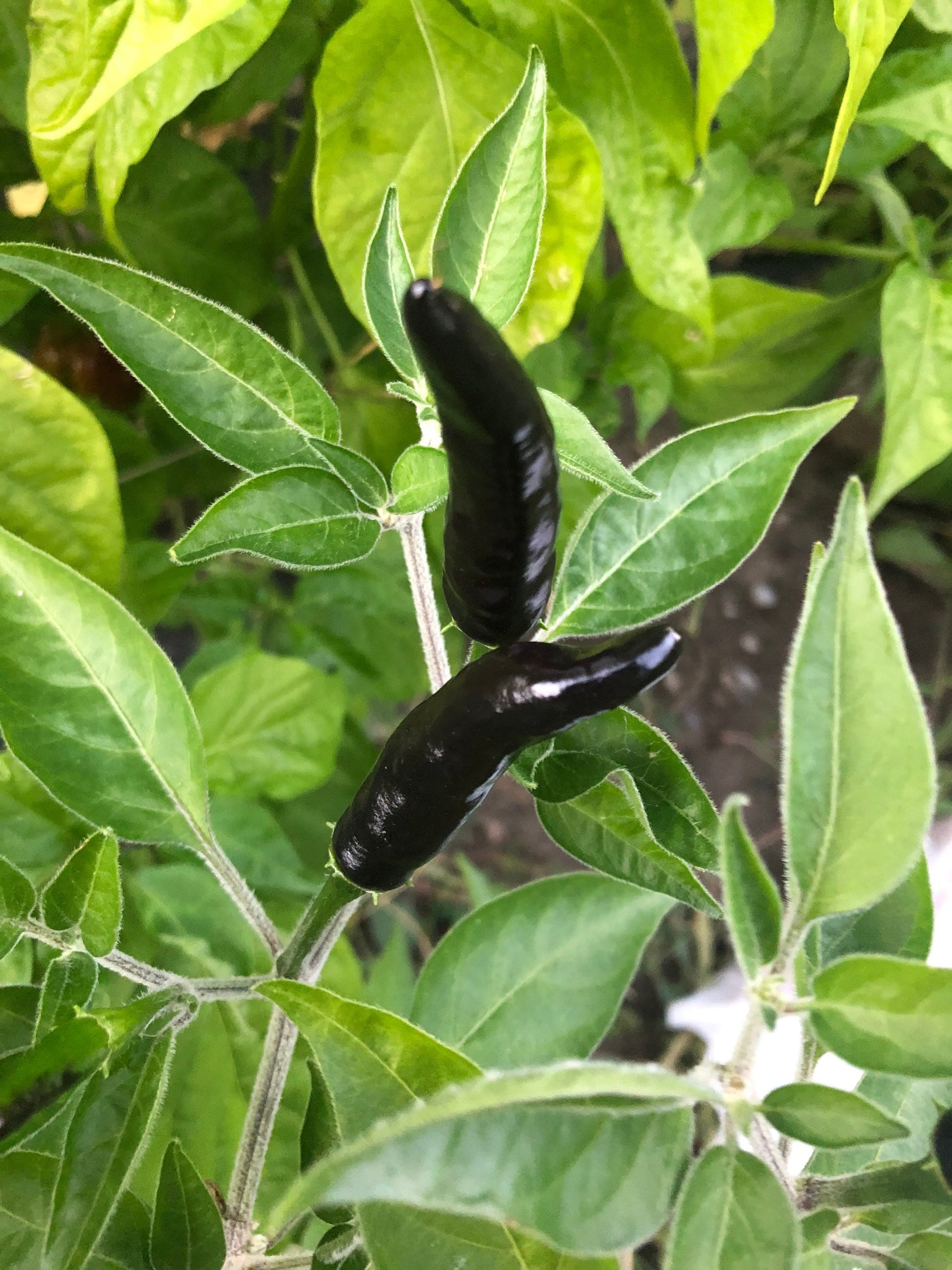 Black Cobra Pepper Seeds